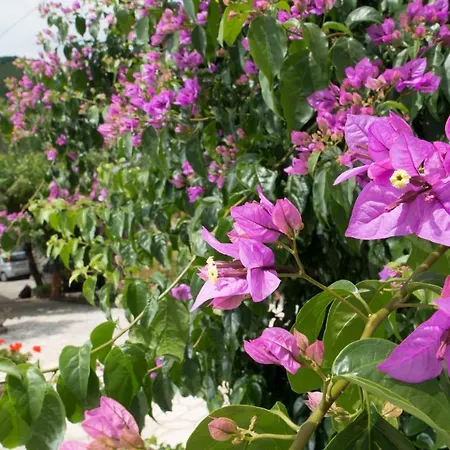 Apartamento Alba Medveja