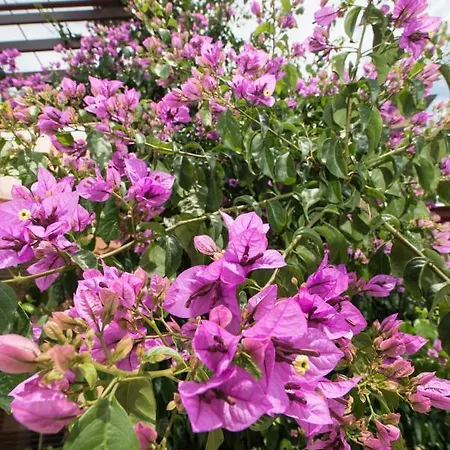 Alba * ميدفيجا